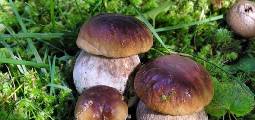 Самые грибные места смоленщины Где собирать грибы в Смоленской области - Духовщинский район