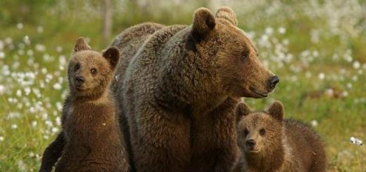Виды медведей. Бурый медведь. Образ жизни и среда обитания бурого медведя К какому семейству относится медведь бурый